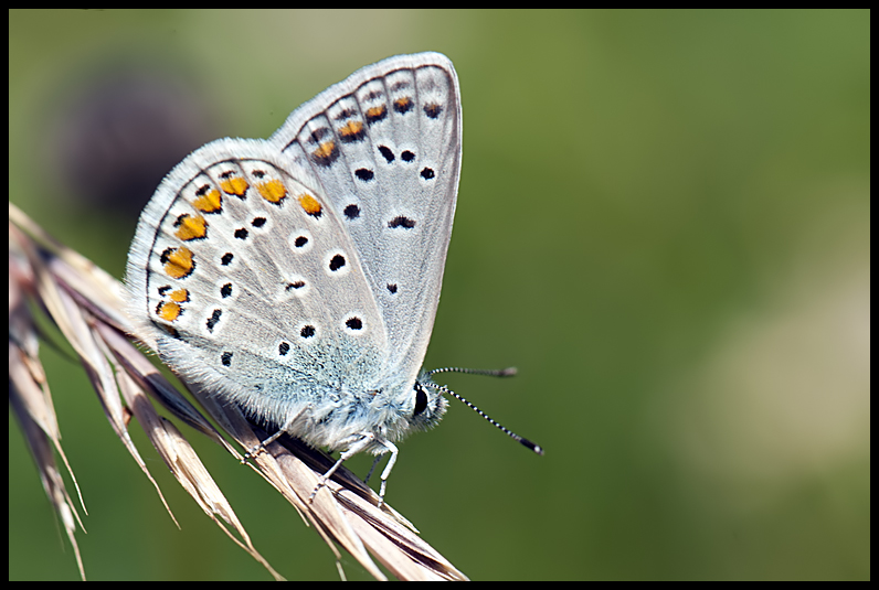 Licenide da identificare